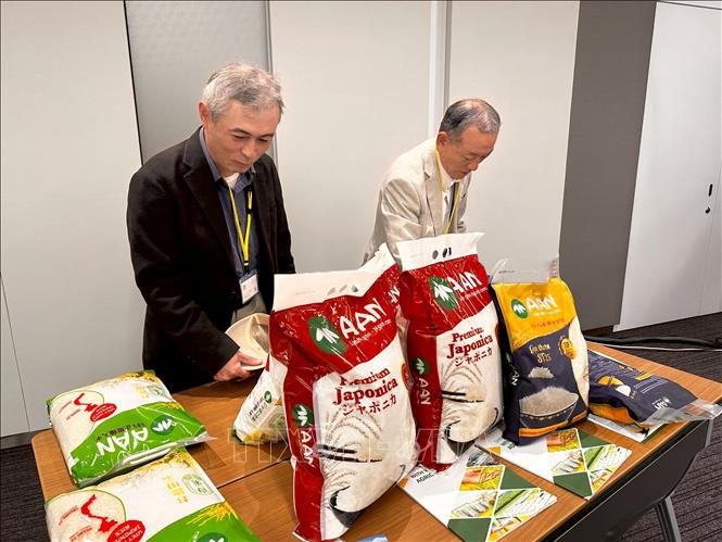 Japanese consumers are interested in Vietnamese rice. VNA Photo