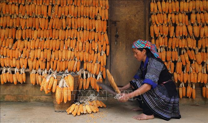 Ngôi nhà được trang trí bằng hàng nghìn bắp ngô vàng óng khắp nhà. Ảnh: Tuấn Anh – TTXVN 