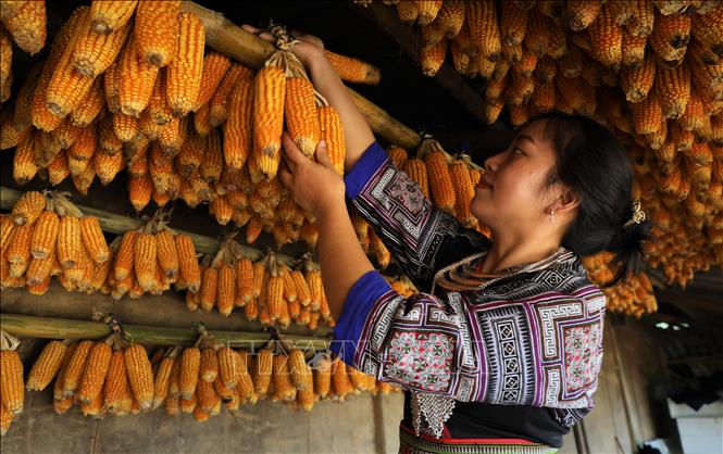 Đối với người Mông vùng cao, ngô được coi là lương thực chính dự trữ và dùng cho những bữa ăn hàng ngày. Ảnh: Tuấn Anh – TTXVN 