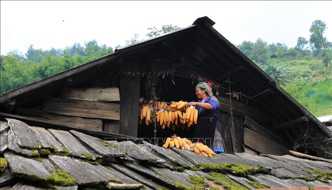 Du khách sẽ bắt gặp những dãy ngô vàng rực rỡ bên hiên nhà của đồng bào Mông ở Mu Căng Chải. Ảnh: Tuấn Anh – TTXVN 