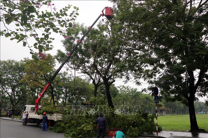 Cắt tỉa cây xanh ở thành phố Huế nhằm đảm bảo an toàn trong mùa mưa bão. Ảnh: Đỗ Trưởng - TTXVN