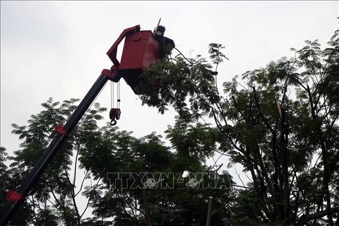 Cắt tỉa cây xanh ở thành phố Huế nhằm đảm bảo an toàn trong mùa mưa bão. Ảnh: Đỗ Trưởng - TTXVN