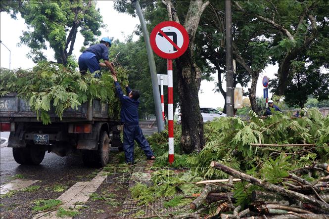 Cắt tỉa cây xanh ở thành phố Huế nhằm đảm bảo an toàn trong mùa mưa bão. Ảnh: Đỗ Trưởng - TTXVN