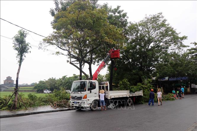 Cắt tỉa cây xanh ở thành phố Huế nhằm đảm bảo an toàn cho người dân, phương tiện trong mùa mưa bão. Ảnh: Đỗ Trưởng - TTXVN