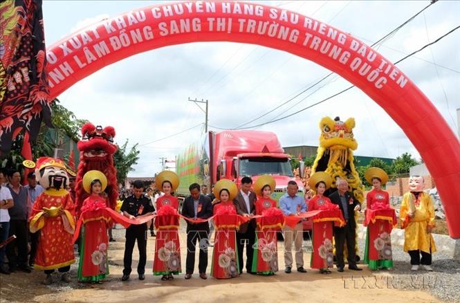 Lễ xuất khẩu chính ngạch lô sầu riêng đầu tiên của tỉnh Lâm Đồng sang thị trường Trung Quốc (2022). Ảnh: Nguyễn Dũng – TTXVN