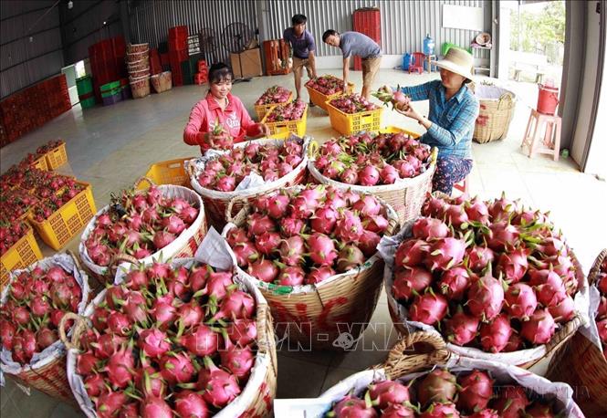 HTX thanh long Long Hội (Long An) cung cấp cho thị trường trong nước và xuất khẩu sang Trung Quốc khoảng hơn 5.000 tấn quả mỗi năm. Ảnh: Vũ Sinh - TTXVN