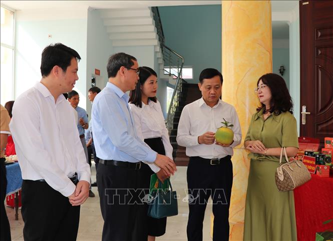Bưởi Soi Hà, huyện Yên Sơn (Tuyên Quang) sẽ là sản phẩm tiếp theo được xuất khẩu sang thị trường Vương quốc Anh trong thời gian tới. Ảnh: Hoàng Hải - TTXVN