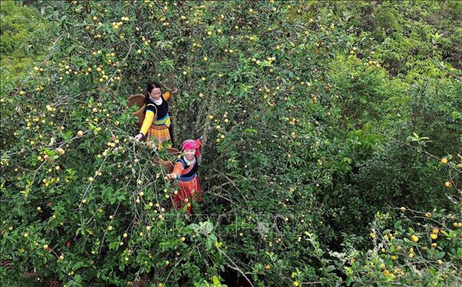 Mong ethnic people in Xim Vang commune, Bac Yen district, Son La province harvest “son tra”. VNA Photo: Quang Quyet