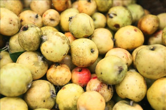 Son tra tastes both sweet and sour, and is a valuable component of many medicines. Son tra can also be used to make juice, wine, or jam. VNA Photo: Quang Quyet