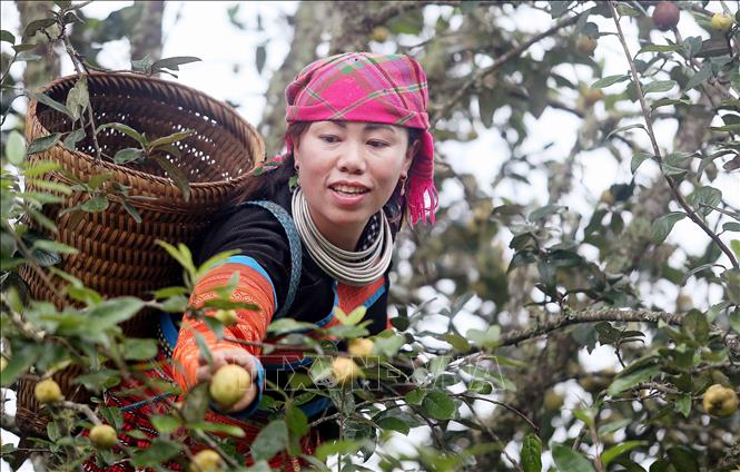 Mong ethnic people in Xim Vang commune, Bac Yen district, Son La province harvest “son tra”. VNA Photo: Quang Quyet
