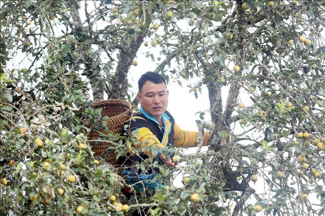 Mong ethnic people in Xim Vang commune, Bac Yen district, Son La province harvest “son tra”. VNA Photo: Quang Quyet