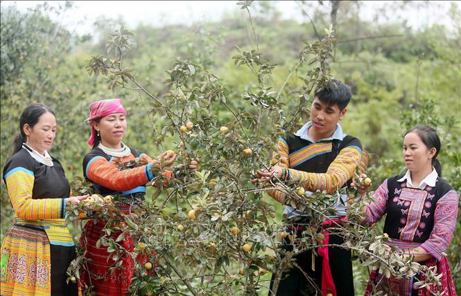 Mong ethnic people in Xim Vang commune, Bac Yen district, Son La province harvest “son tra”. VNA Photo: Quang Quyet