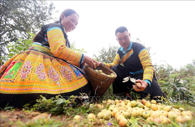 Mong ethnic people in Xim Vang commune, Bac Yen district, Son La province harvest “son tra”. VNA Photo: Quang Quyet