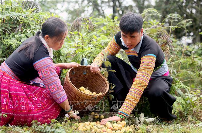 Mong ethnic people in Xim Vang commune, Bac Yen district, Son La province harvest “son tra”. VNA Photo: Quang Quyet
