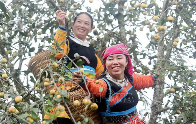 Mong ethnic people in Xim Vang commune, Bac Yen district, Son La province harvest “son tra”. VNA Photo: Quang Quyet