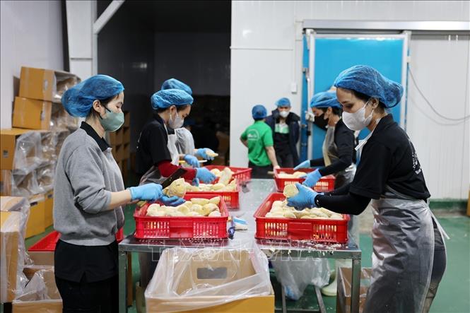 Processing frozen durian products in the Central Highlands province of Dak Lak. VNA Photo: Hoài Thu