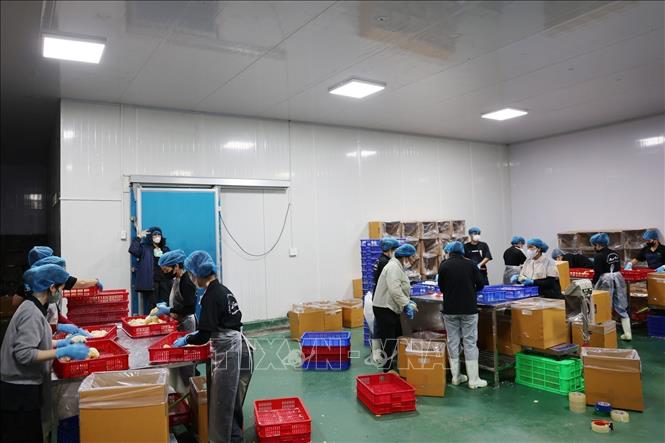 The Central Highlands province of Dak Lak has 17 durian processing businesses able to produce 120,000 tonnes of frozen durians annually. VNA Photo: Hoài Thu