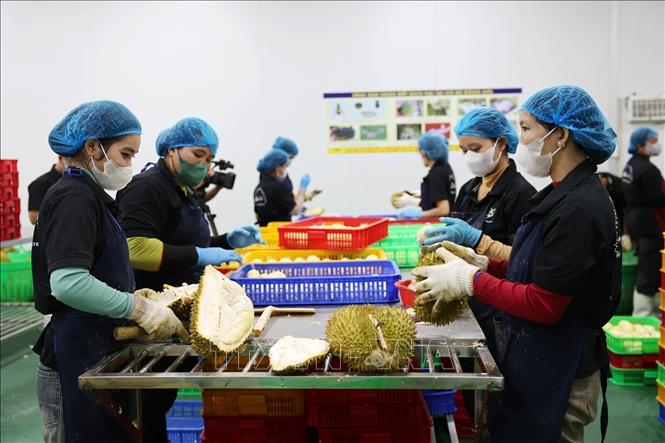 Preprocessing durians in the Central Highlands province of Dak Lak. VNA Photo: Hoài Thu