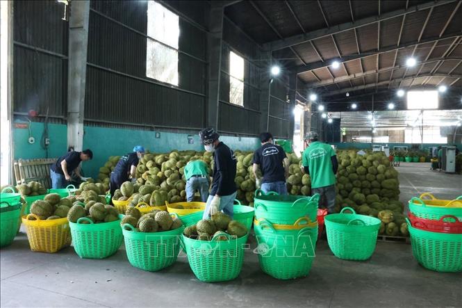 Preprocessing durians in the Central Highlands province of Dak Lak. VNA Photo: Hoài Thu
