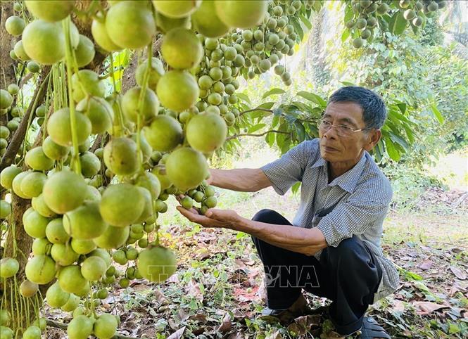 Ông Đặng Văn Cấp (73 tuổi, xã Ân Tường Đông, huyện Hoài Ân, tỉnh Bình Định) trở thành tỷ phú nông dân nhờ vào hướng đi mới - trồng cây ăn quả xen canh với quy mô 12ha. Ảnh: Lê Phước Ngọc - TTXVN
