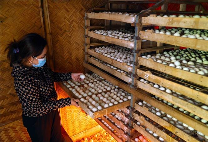 Hộ nông dân Lê Văn Quế ở xã Xuân Tiến, huyện Thọ Xuân được Hội Nông dân Tỉnh Thanh Hóa chuyển giao kỹ thuật và hỗ trợ vay vốn nuôi vịt, mỗi tháng thu nhập hơn 200 triệu đồng từ cung cấp trứng vịt thương phẩm. Ảnh: Vũ Sinh - TTXVN