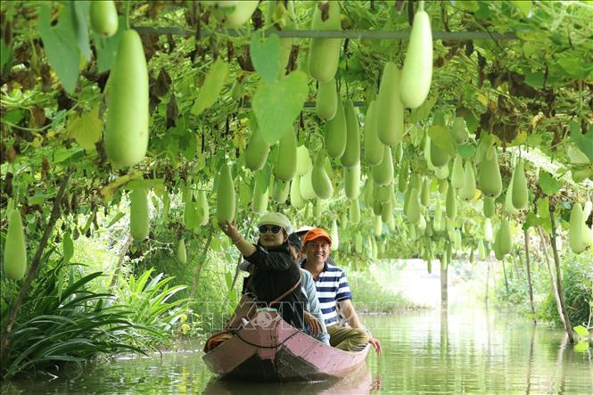 Du khách đi thuyền tham quan vùng trồng bầu của Khu du lịch Trần Bá Chuốt, huyện Lai Vung. Mô hình làm du lịch nông nghiệp này giúp nông dân Đồng Tháp cải thiện thu nhập, vừa phát triển kinh tế nông nghiệp. Ảnh: Nguyễn Văn Trí - TTXVN