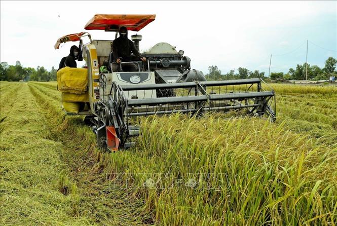 Nông dân tỉnh Hậu Giang thực hiện “Mô hình canh tác lúa thông minh ướt – khô xen kẽ” vụ lúa Hè Thu 2024, cho năng suất lúa cao hơn canh tác truyền thống. Ảnh: Duy Khương – TTXVN