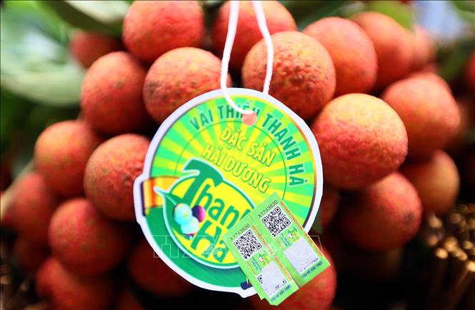 Sản phẩm vải Thanh Hà (Hải Dương) được cấp mã vạch, tem chỉ dẫn địa lý để khách hàng nhận biết. Ảnh: Quang Quyết-TTXVN