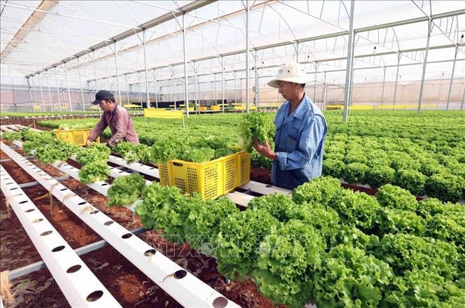 Phong trào nông dân thi đua sản xuất, kinh doanh giỏi, đoàn kết giúp nhau làm giàu và giảm nghèo bền vững của các cấp hội nông dân tỉnh Lâm Đồng đã có nhiều chuyển biến tích cực, thu hút đông hội viên tham gia đầu tư vào sản xuất, kinh doanh vươn lên thoát nghèo, làm giàu chính đáng. Ảnh: Vũ Sinh – TTXVN