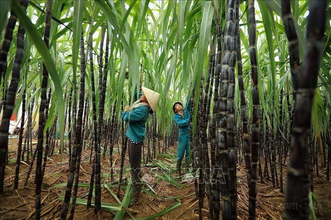 Nông dân Huyện Cao Phong (Hòa Bình) thu hoạch mía niên vụ 2023 - 2024. Ảnh: Trọng Đạt - TTXVN