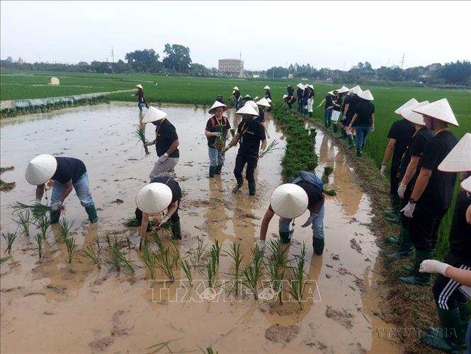 Khách quốc tế trải nghiệm một ngày làm nông dân, sản phẩm du lịch đang hút khách ở Làng cổ Đường Lâm (Hà Nội). Ảnh: TTXVN phát