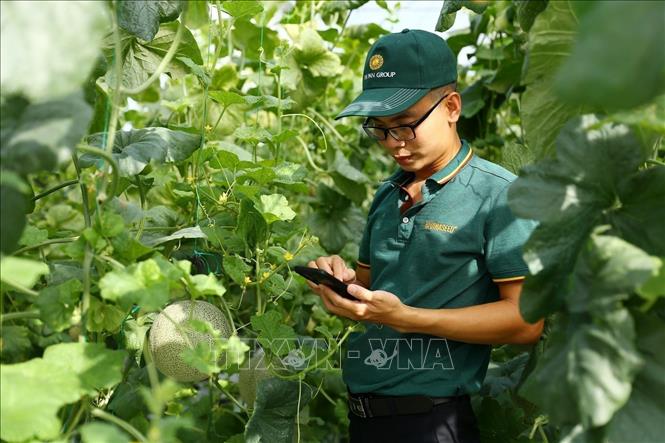 Mô hình nông nghiệp công nghệ cao tại Hà Nam Hightech ứng dụng hệ thống công nghệ nhà màng, điều khiển lưu lượng tưới, dinh dưỡng qua smartphone. Ảnh: Minh Quyết – TTXVN