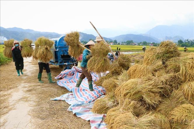 Bà con nông dân tất bật gặt lúa vụ Đông Xuân trên cánh đồng Mường Than, huyện Than Uyên, tỉnh Lai Châu, một trong bốn vựa lúa lớn của Tây Bắc (25/5/2024). Ảnh: Nguyễn Oanh-TTXVN
