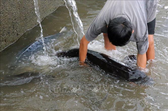 Cá bố mẹ trong trang trại nuôi cá tầm ở huyện Đam Rông thường có trọng lượng hàng chục kg. Ảnh: Chu Quốc Hùng-TTXVN