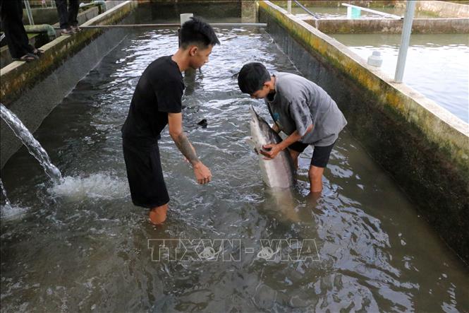Bể nuôi tầm cá bố mẹ của gia đình anh Nguyễn Duy Khánh ở thôn 2, xã Liêng Srônh. Ảnh: Chu Quốc Hùng-TTXVN
