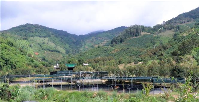 Trang trại nuôi cá tầm thường phải nằm trong rừng sâu và có nguồn nước suối tinh khiết. Ảnh: Chu Quốc Hùng-TTXVN