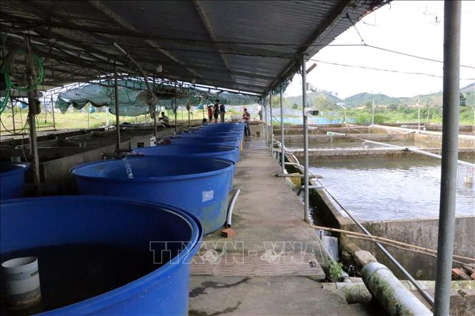 Hệ thống bể liên hoàn nuôi cá tầm của gia đình anh Nguyễn Duy Khánh ở thôn 2, xã Liêng Srônh, huyện Đam Rông (Lâm Đồng). Ảnh: Chu Quốc Hùng-TTXVN