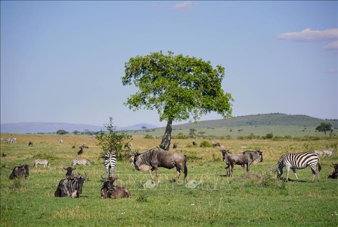 Ngựa vằn và linh dương đầu bò tại Khu bảo tồn quốc gia Masai Mara ở Kenya. Ảnh: THX/TTXVN