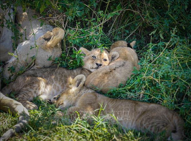 Sư tử tại Khu bảo tồn quốc gia Masai Mara ở Kenya. Ảnh: THX/TTXVN