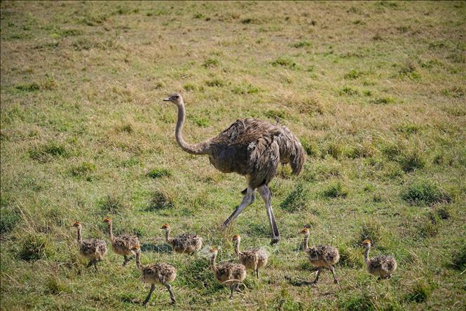 Đà điểu tại khu bảo tồn Masai Mara ở Kenya. Ảnh: THX/TTXVN