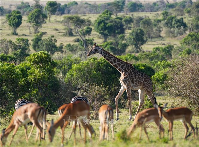 Hươu cao cổ tại khu bảo tồn Masai Mara ở Kenya. Ảnh: THX/TTXVN
