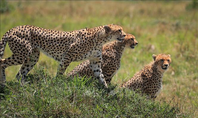Báo săn tại khu bảo tồn Masai Mara ở Kenya. Ảnh: THX/TTXVN