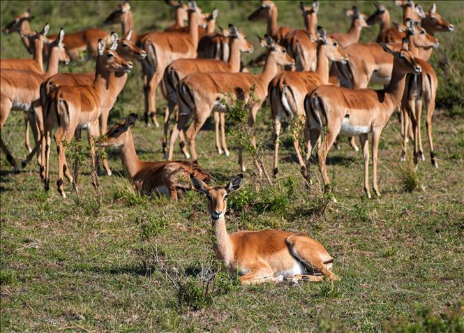 Linh dương Impala tại khu bảo tồn Masai Mara ở Kenya. Ảnh: THX/TTXVN