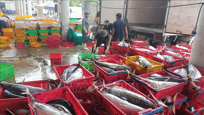 Hon Ro fishery port, the largest of its kind in the south-central region. VNA Photo: Đặng Tuấn