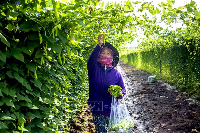Thu hoạch đậu rồng. Ảnh: Giang Phương – TTXVN