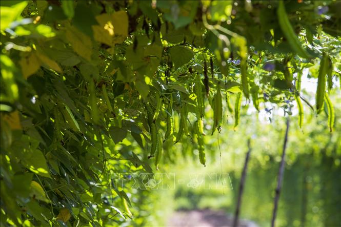 Đậu rồng dễ trồng, ít sâu bệnh và cho thu hoạch trái sau hơn 3 tháng trồng. Ảnh: Giang Phương – TTXVN