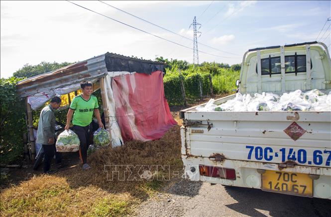 Vận chuyển đậu rồng bán cho thương lái. Ảnh: Giang Phương - TTXVN