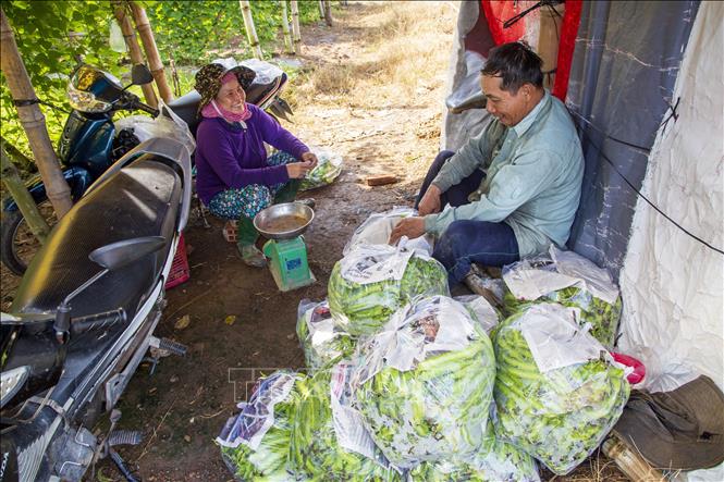 Phân loại đậu rồng để giao cho thương lái. Ảnh: Giang Phương - TTXVN