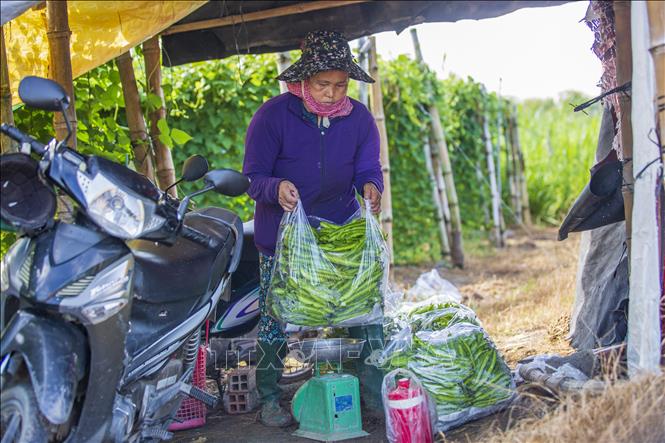 Thu hoạch đậu rồng để bán cho thương lái. Ảnh: Giang Phương – TTXVN