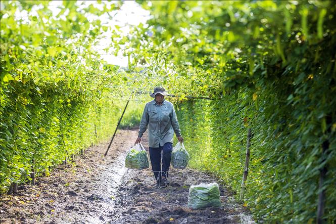 Thu hoạch đậu rồng. Ảnh: Giang Phương – TTXVN